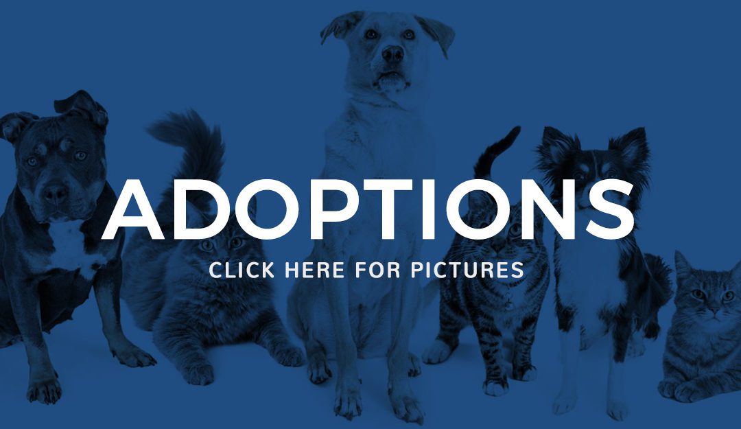 November Adoptions: Dogs & Cats