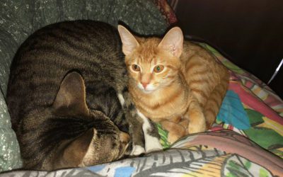 Adoption Stories: The Cat and Pekin